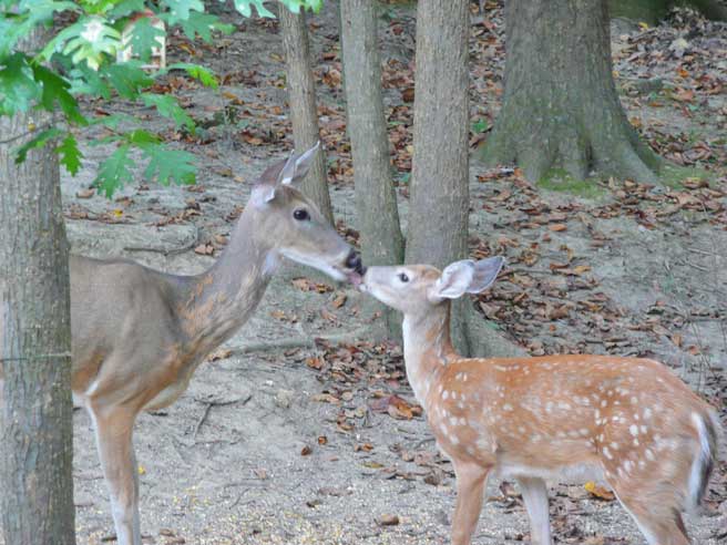 mom and fawn kissing