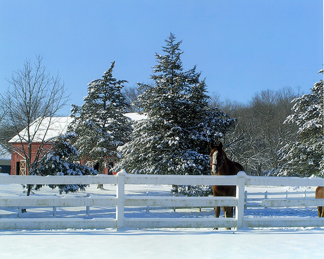 snow horses by sandra hamby