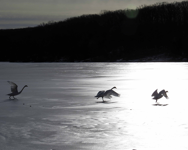 swans lift off lake aspen by bob goulding