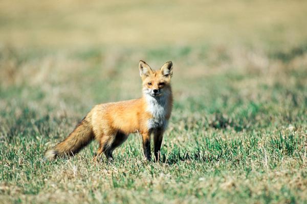 MDC red fox