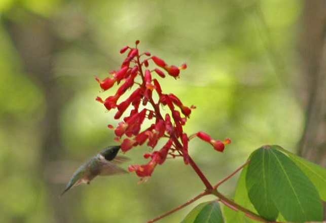 hummingbird eating
