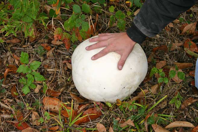 giant puffball mushroom