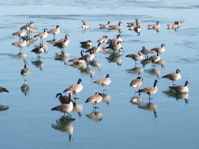 geese on lake