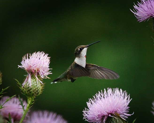 hummingbird by cynthia bowers