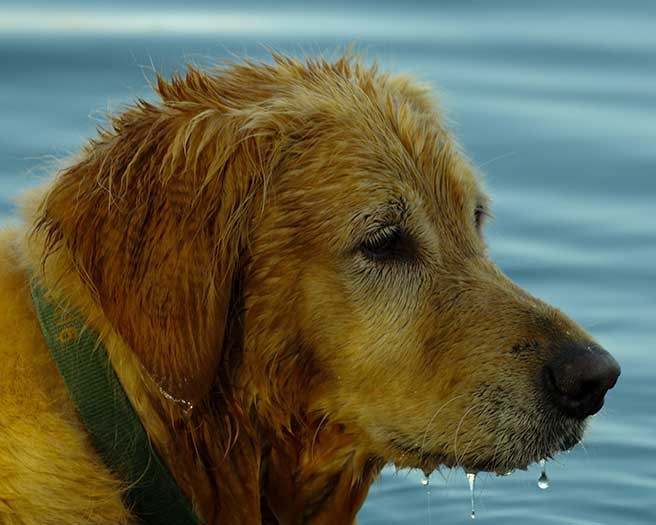 wet dog by cynthia bowers