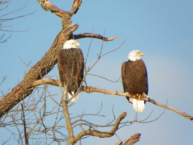 two eagles huntin